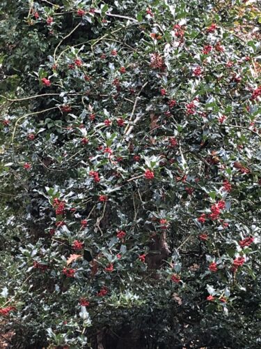 Earthwise workshop tuning into Holly Eneriges in west Fife