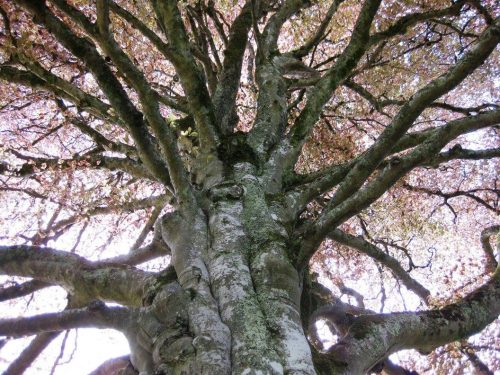 tree conversations under copper beech